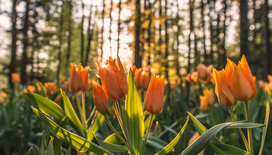 Weeding Out False Beginnings