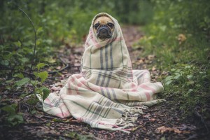 doggie in blanket